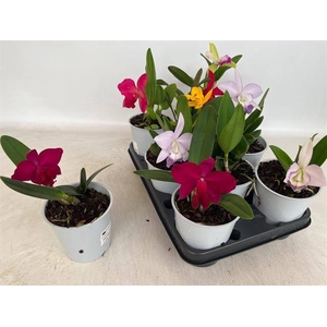 CATTLEYA
