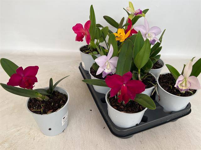<h4>CATTLEYA</h4>