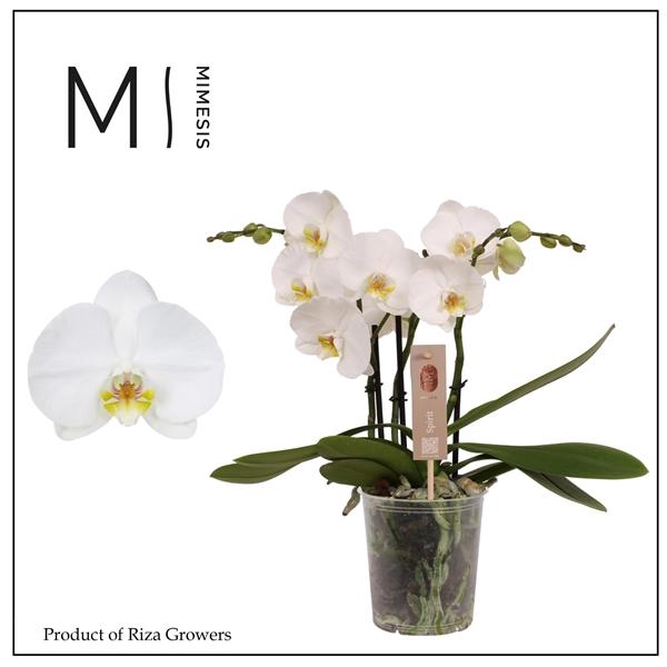 <h4>Phalaenopsis Wave White</h4>