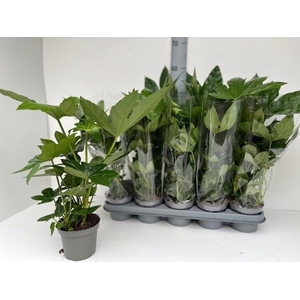 FATSIA OV