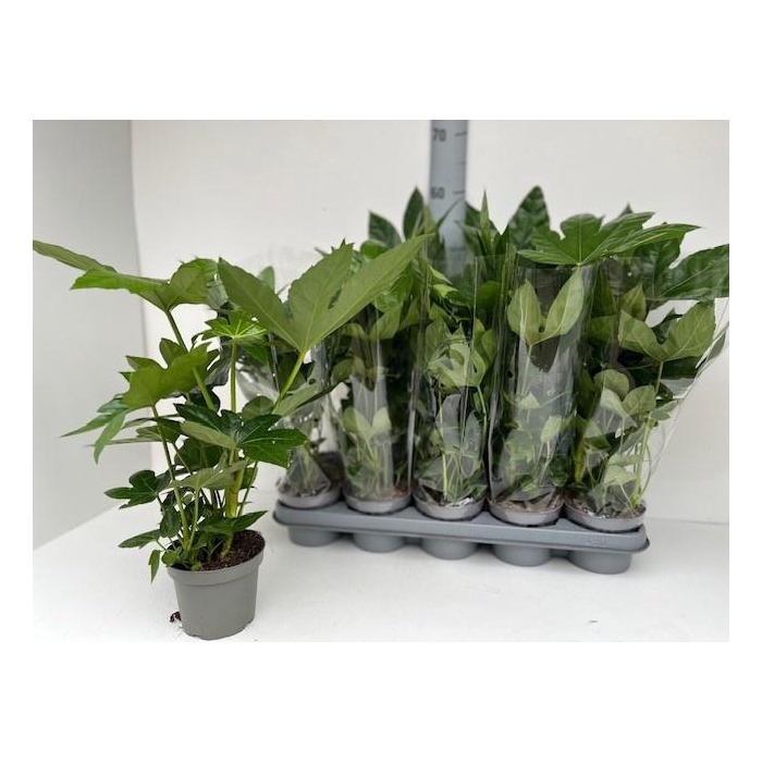 <h4>FATSIA OV</h4>
