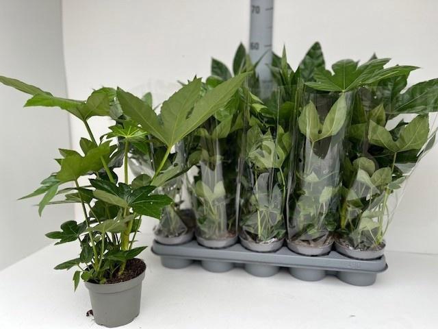 FATSIA OV