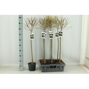 SALIX IN HAKURO NISH