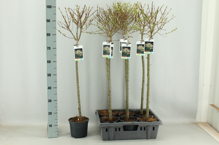 <h4>SALIX IN HAKURO NISH</h4>