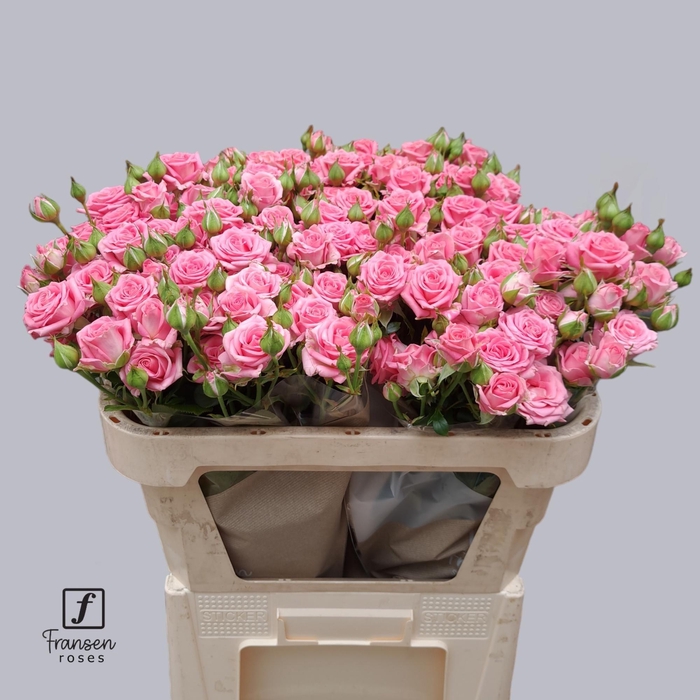 <h4>Rosa TR 'Emilia'</h4>