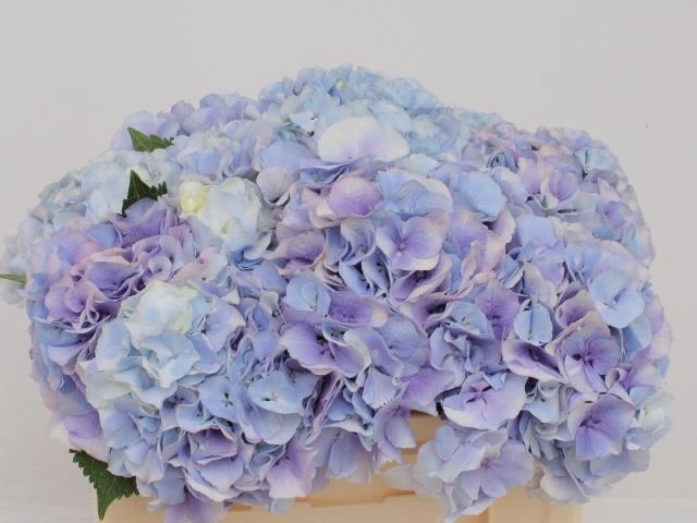 <h4>HYDR M MY HEAVEN BL</h4>