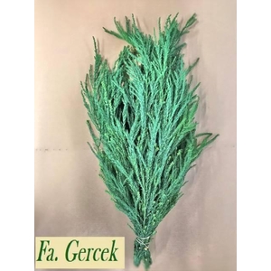 CRYPTOM CRISTATA BUN 500gr