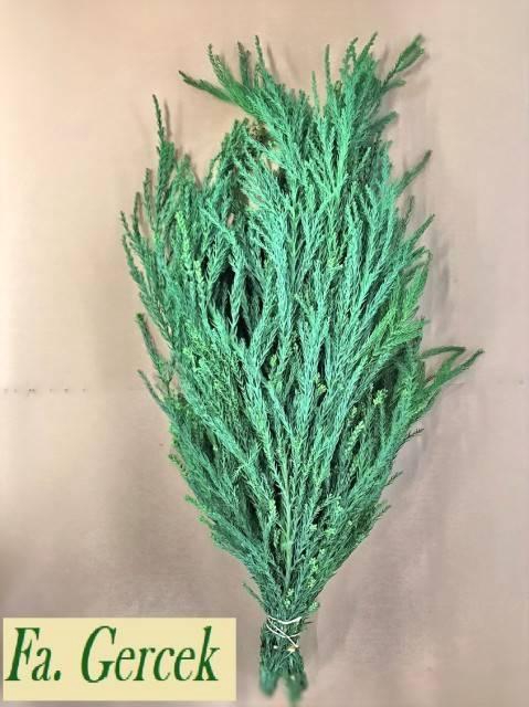 <h4>CRYPTOM CRISTATA BUN 500gr</h4>