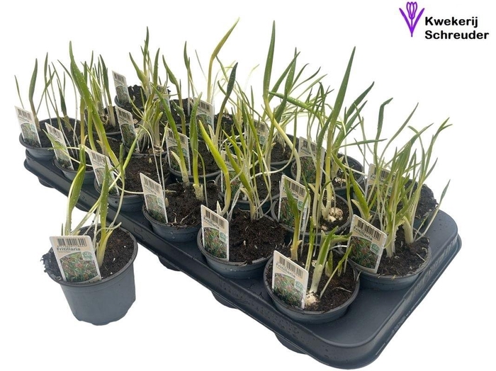<h4>FRITILLARIA OV</h4>