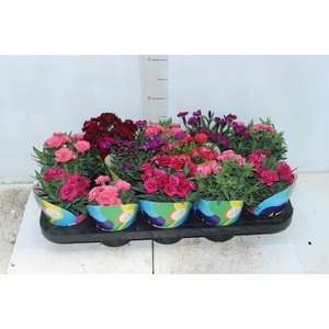 DIANTHUS DOBRADO P11