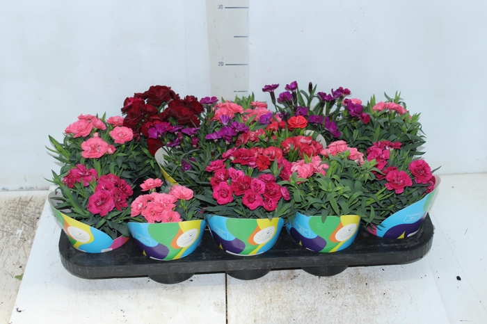 <h4>DIANTHUS DOBRADO P11</h4>