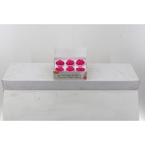 Rosa Preserved Fuchsia