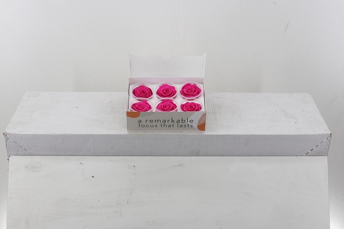 <h4>Rosa Preserved Fuchsia</h4>