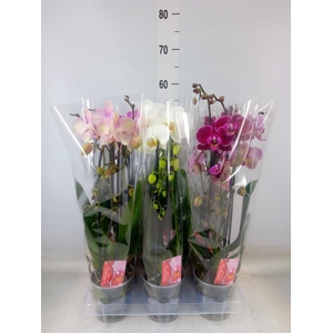 Phalaenopsis  'Elegant Cascade'