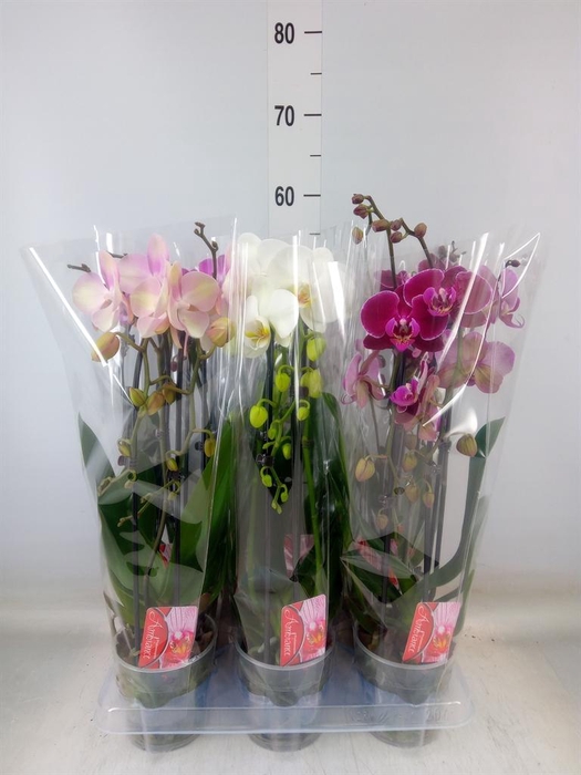 <h4>Phalaenopsis  'Elegant Cascade'</h4>