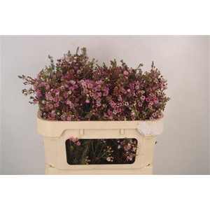 Chamelaucium Adi Pink