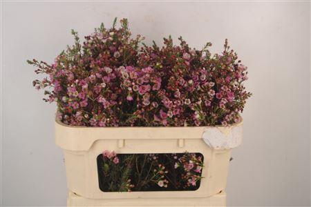 <h4>Chamelaucium Adi Pink</h4>