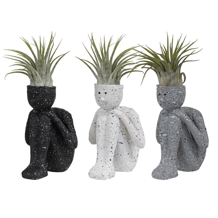 <h4>TILLANDSIA IONANTHA</h4>