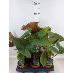 Cyrtosperma johnstonii