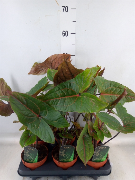 <h4>Cyrtosperma johnstonii</h4>