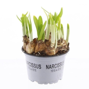 Narcissus Tete a tete 12 cm
