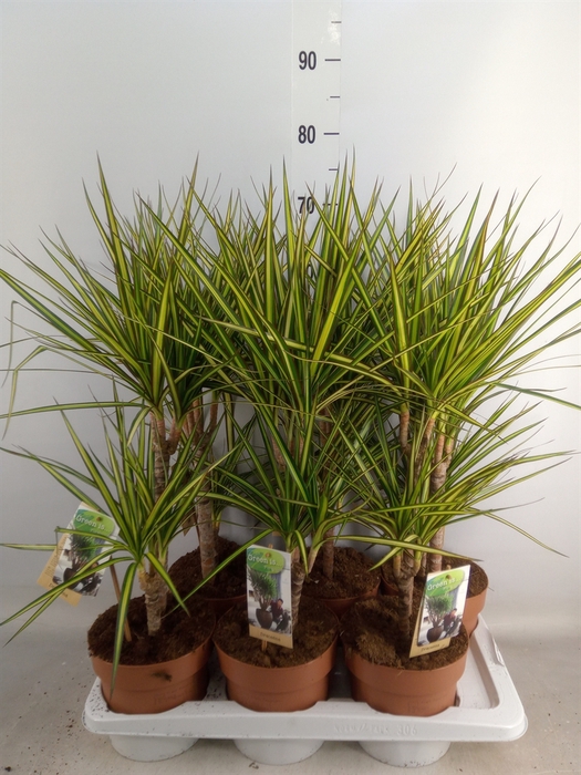 <h4>Dracaena marg. 'Sunray'</h4>