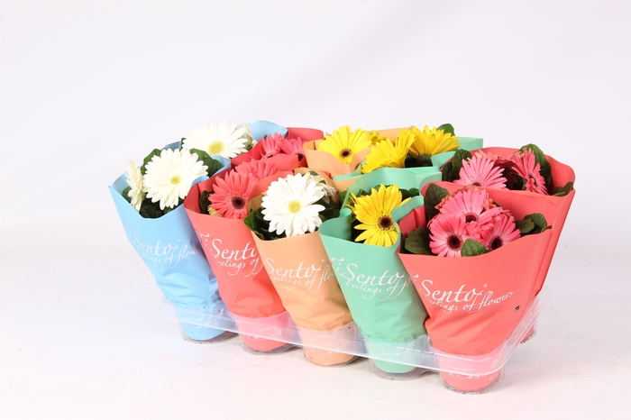 <h4>Tisento gerbera mix 12cm</h4>