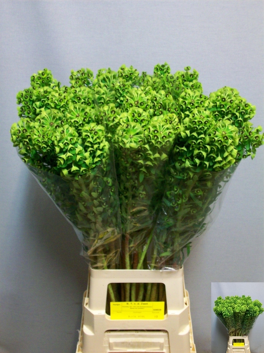 <h4>EUPH CH BLACK PEARL</h4>