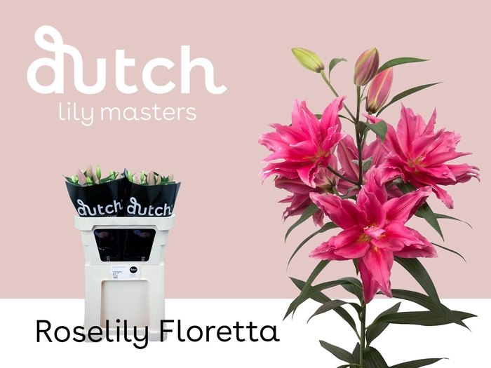 <h4>LI. OR DU RL FLORETTA 4+</h4>