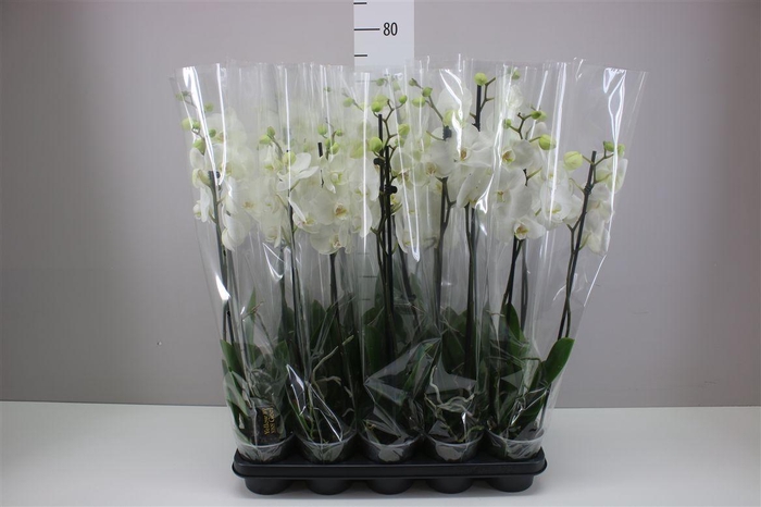 <h4>Phal Wit 2 Tak</h4>