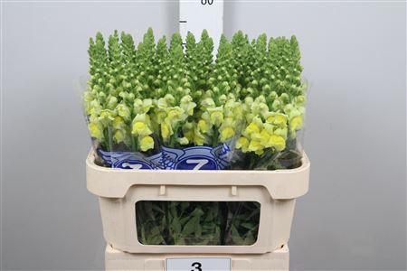 <h4>Antirrhinum majus 'Opus Yellow'</h4>