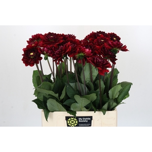 Dahlia Red Runner