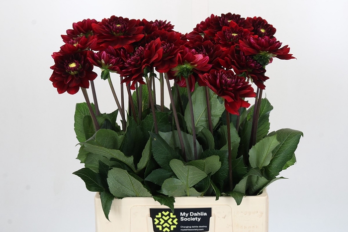 <h4>Dahlia Red Runner</h4>
