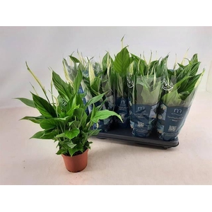Spathiphyllum Bellini 13Ø 40cm 8fl