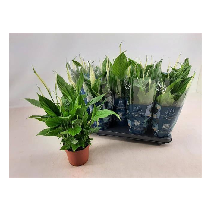 <h4>Spathiphyllum Bellini 13Ø 40cm 8fl</h4>