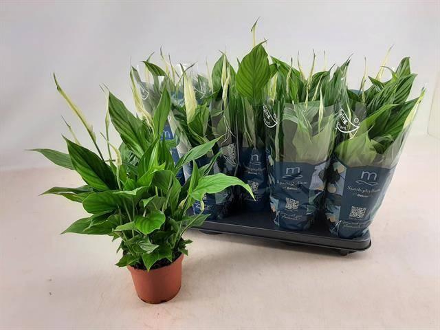 Spathiphyllum Bellini 13Ø 40cm 8fl
