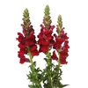 BOCA DE LEAO 070 CM VERMELHO