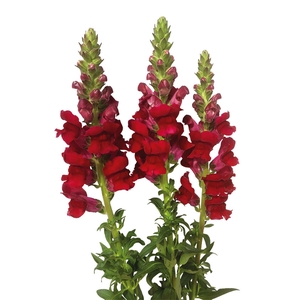 BOCA DE LEAO 070 CM VERMELHO