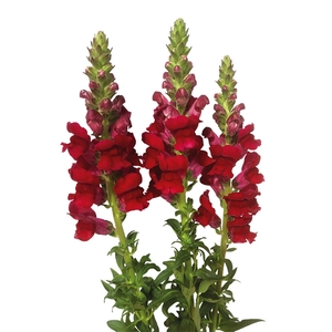 BOCA DE LEAO 070 CM VERMELHO