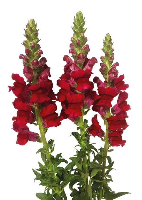 BOCA DE LEAO 070 CM VERMELHO