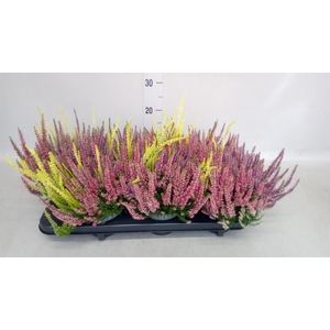 Calluna vulg. 'Beauty L Milk'  ..mx