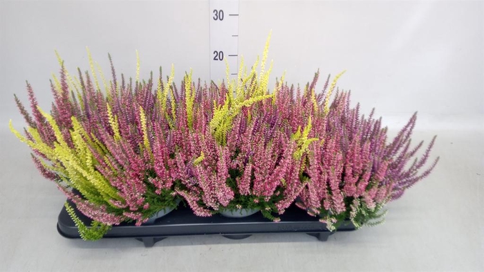 Calluna vulg. 'Beauty L Milk'  ..mx