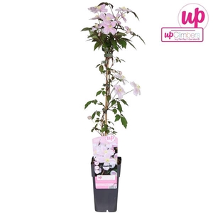 Clematis Montana Mayleen P15