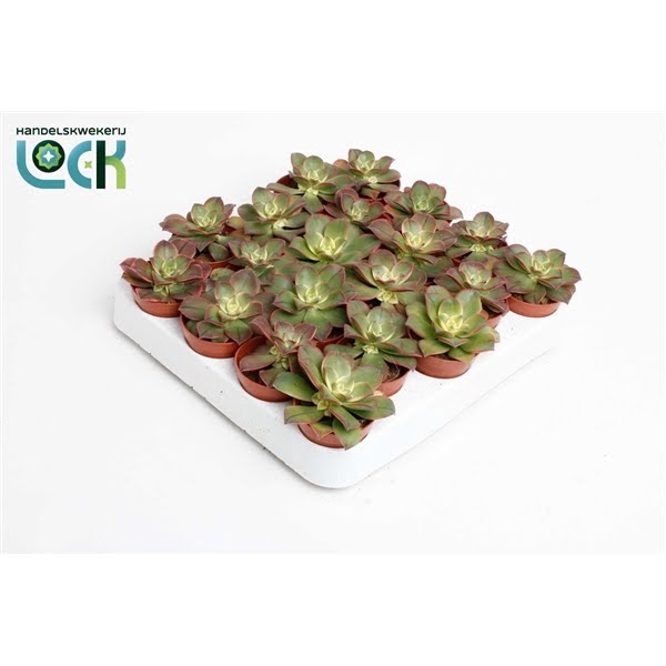 <h4>Aeonium Tricolor ('Kiwi')</h4>