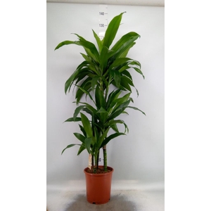 Dracaena frag. 'Janet Craig'