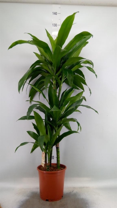 <h4>Dracaena frag. 'Janet Craig'</h4>