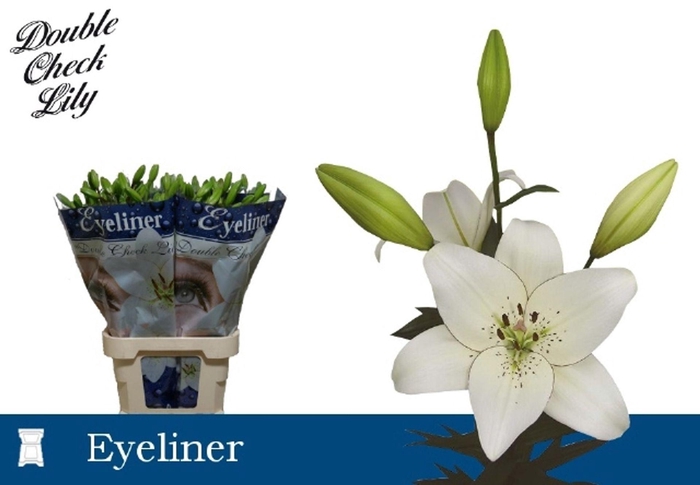 <h4>LI AZ EYELINER LI LA EYELINER</h4>