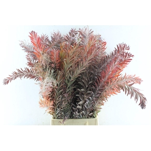Acacia Luna D'argento Red Abs