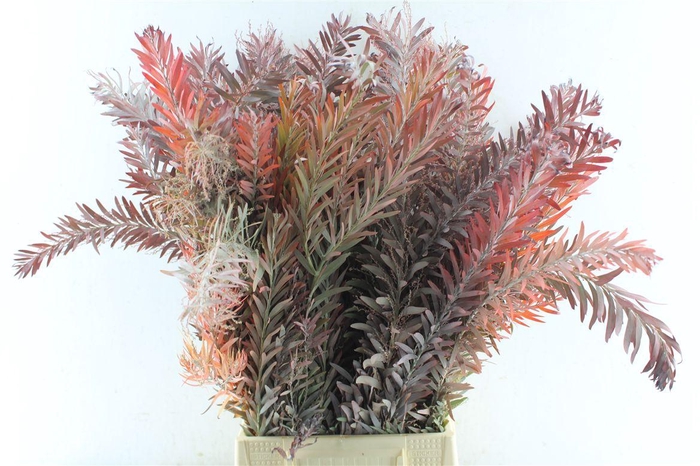 <h4>Acacia Luna D'argento Red Abs</h4>