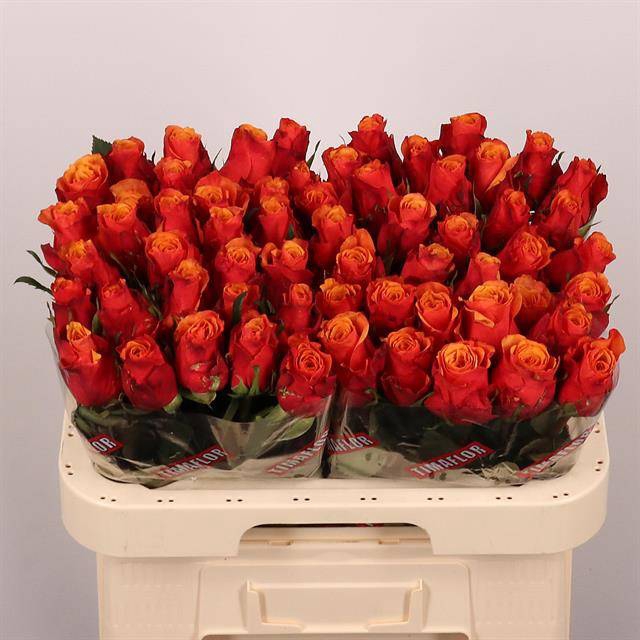 <h4>Rosa large espana</h4>